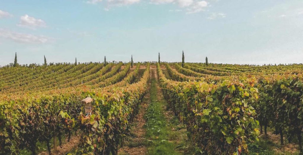 L'expérience d’AVS Saint-André-de-Cubzac (33) dans le secteur viticole